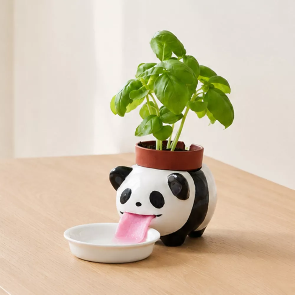 Peropon Panda Basilic Peropon Panda Basilic