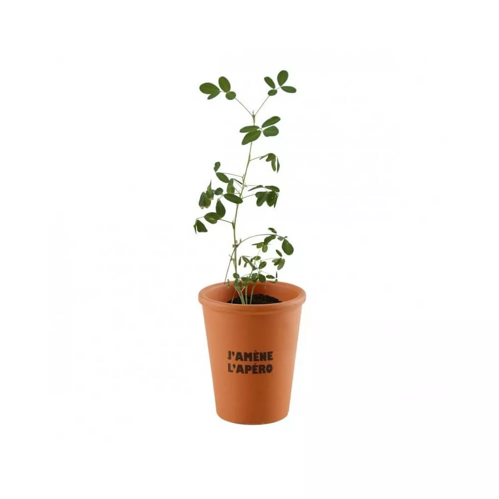 Cacahuètes à Faire Pousser - J'amène l'Apéro plante