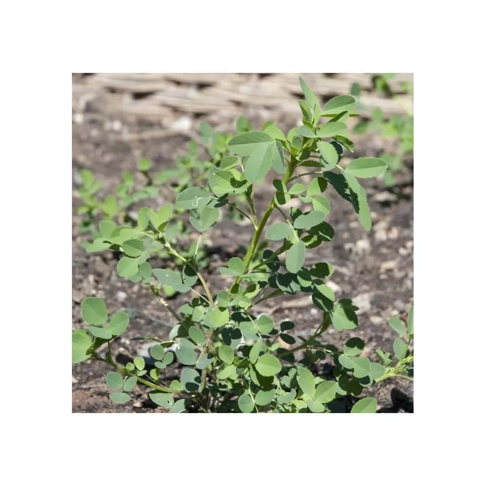 Cacahuètes à Faire Pousser - J'amène l'Apéro plante en terre